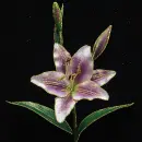 lily