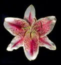 lily
