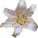 lily