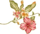 hibiscus