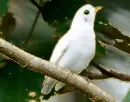 snowy cotinga
