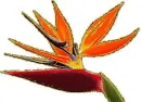 strelitzia