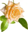yellow rosa