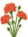 dianthus