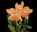 orchids