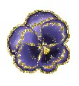 pansy
