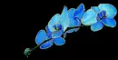 blue orchid