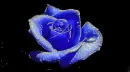 blue rosa