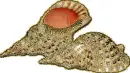 shells