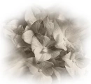 white hydrangea
