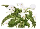 white anthuriums