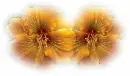 yellow flowers