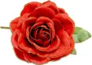 red rosa