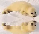 baby seal