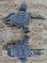 baby turtle
