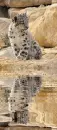 baby snow leopard