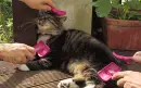 Cat Brushing