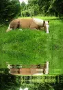 horse