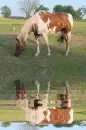 horse