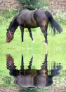 horse