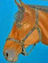 horse