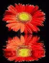 red flower