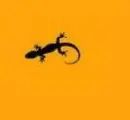 gecko