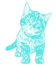 cat