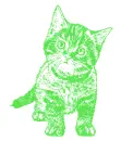 cat