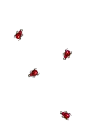 insect