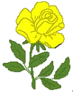 yellow rosa