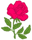 pink rosa