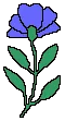blue flower