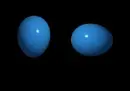 blue eggs
