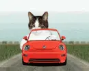 Cruzin