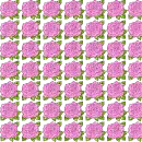background of roses