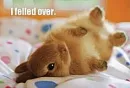 bunny rabbit 