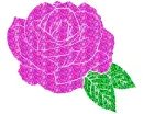 rose