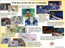 wild days in the life of cardcaptor