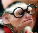 monkey with glasses
