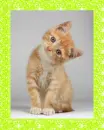 cat with frame