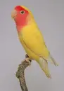 agapornis