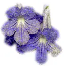 blue flower
