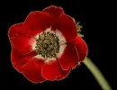 anemone