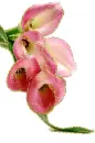 callas