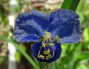 commelina
