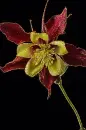 columbine