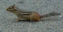chipmunk