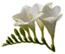 white freesia