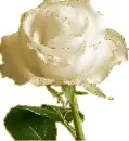 white rosa